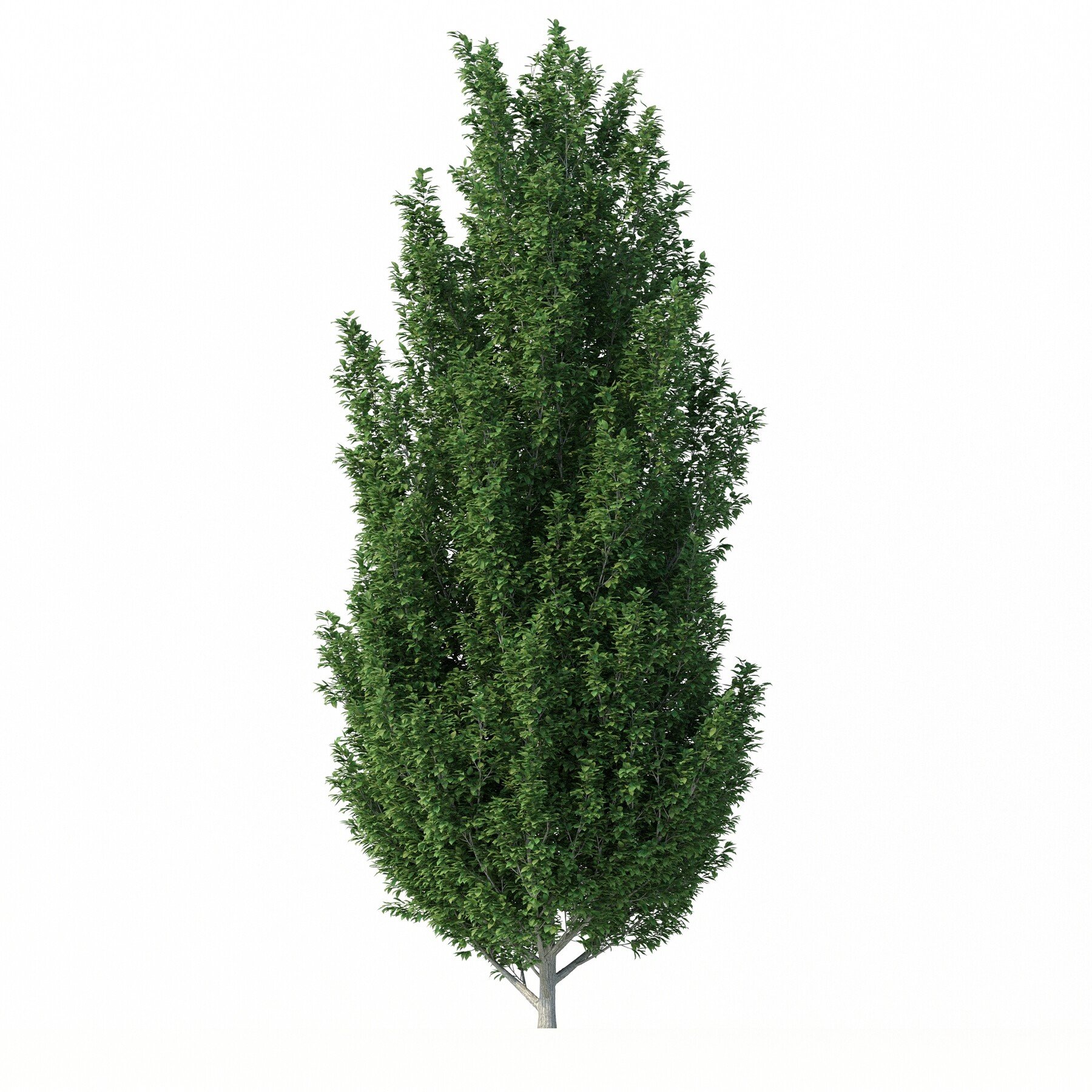 ArtStation - Tree-Carpinus Betulus No 1 | Resources