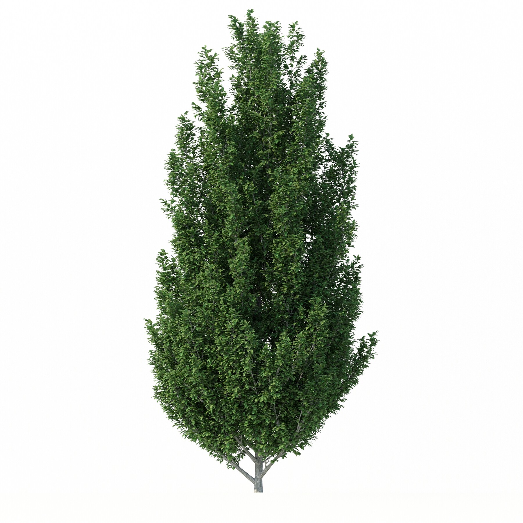 ArtStation - Tree-Carpinus Betulus No 1 | Resources