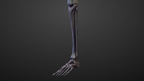 LEG22 high poly sculpt