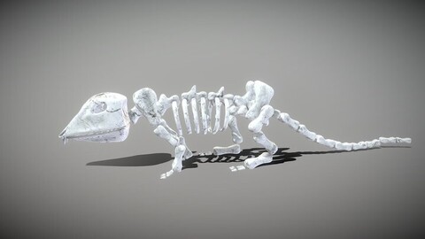 Mouse Skeleton