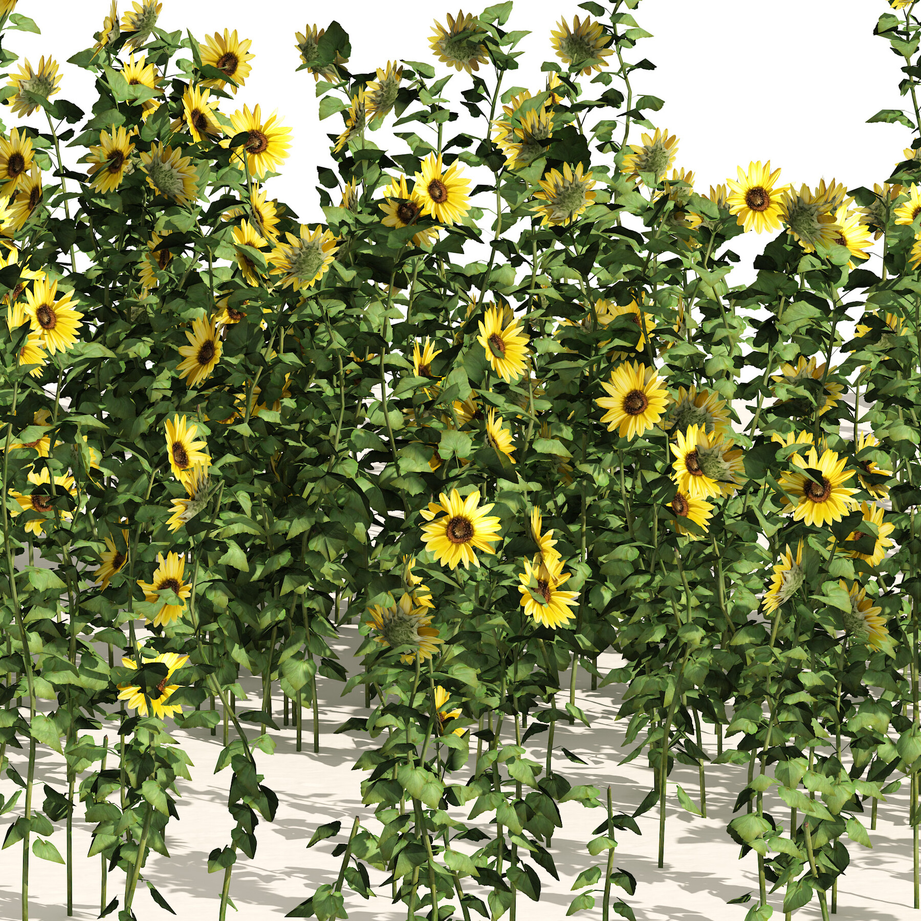 ArtStation sunflower field Resources
