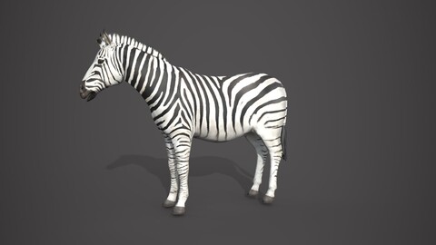 Animal Zebra