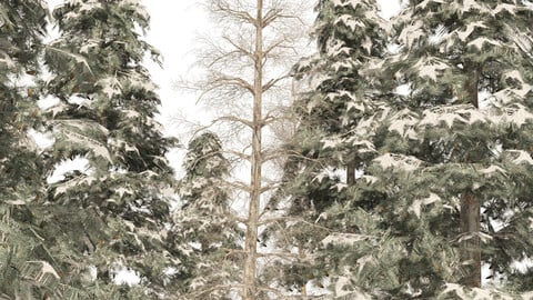 Winter Blue spruce tree forest