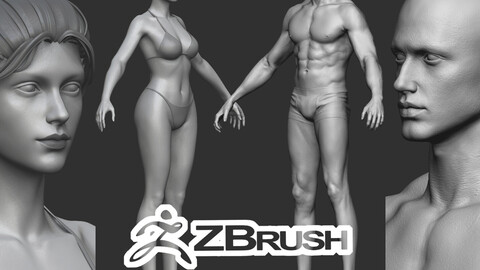 Caucasian average Realistic character man woman zbrush male female torso head body foot hand  highpoly basemesh young anatomy