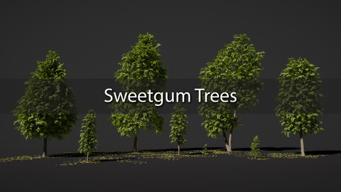 Sweetgum Tree