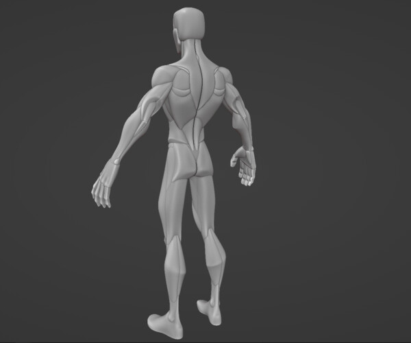 ArtStation - Stylized Male Anatomy Blockout V2 | Resources