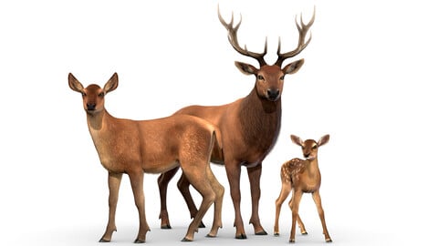 Red Deer Family