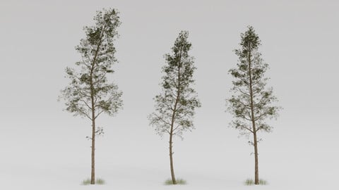 set 3 pine tree Blender 3.x