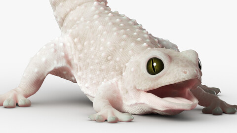 Gecko Reptile