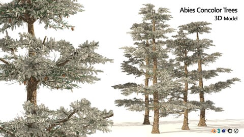 Winter Abies concolor trees