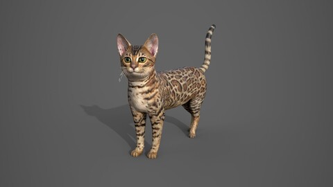 Cat Tabby 3D model