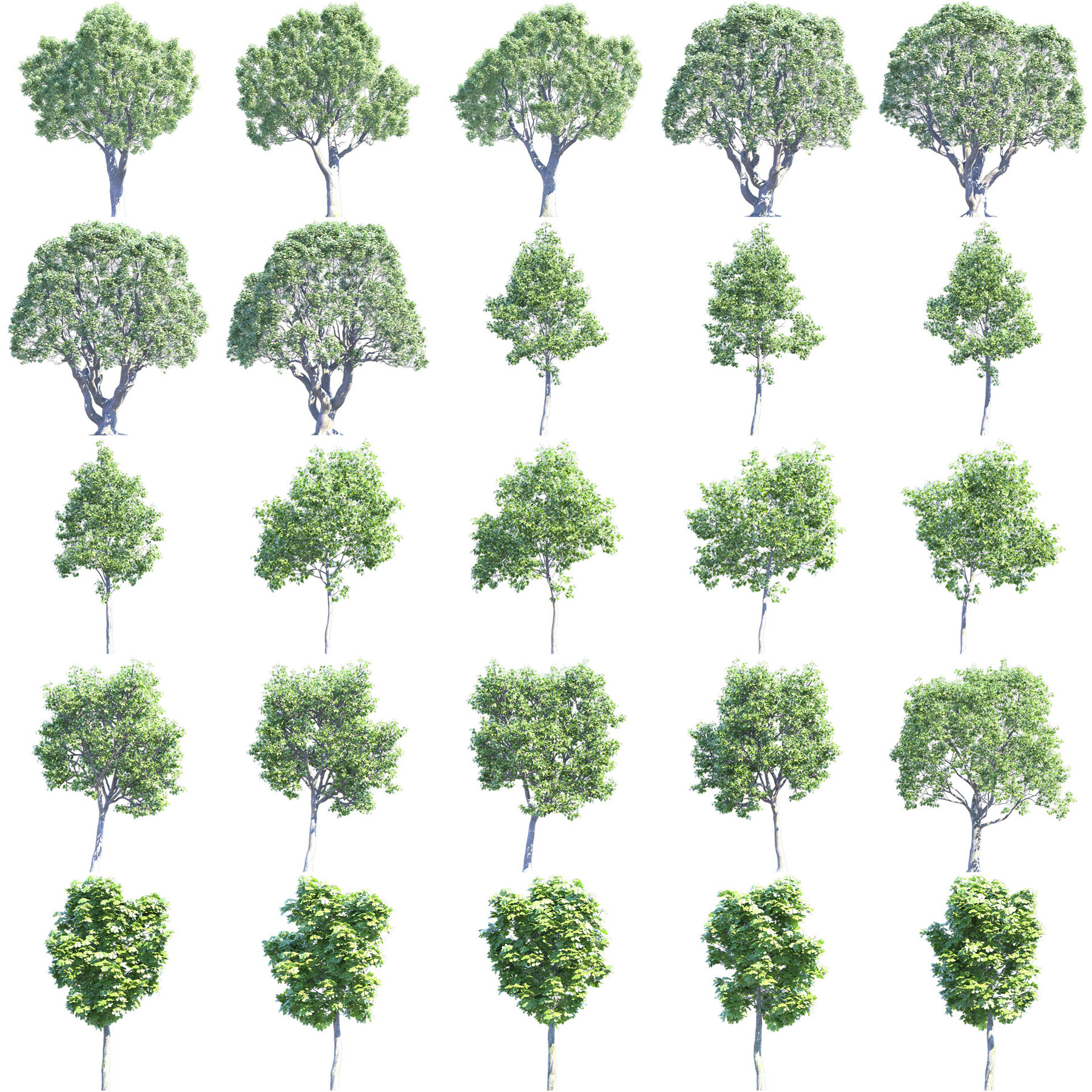 ArtStation - Tree cutout png 4k & psd (Alder, Maple, Weeping willow ...