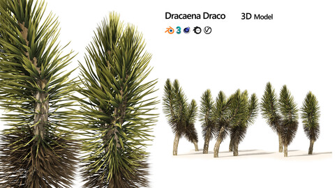 Outdoor Dracaena Tree