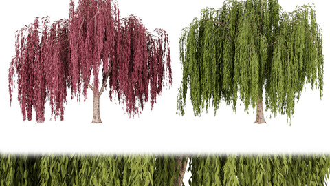 collection willow trees vol 23