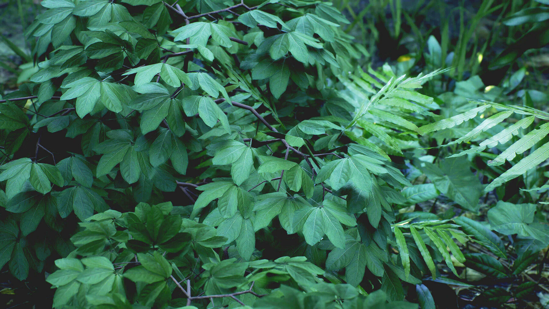 Ivy Forest Pack. Forest Pack. Foliage Dead.