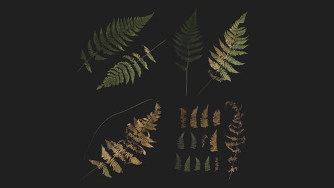 Wild Fern Leaves