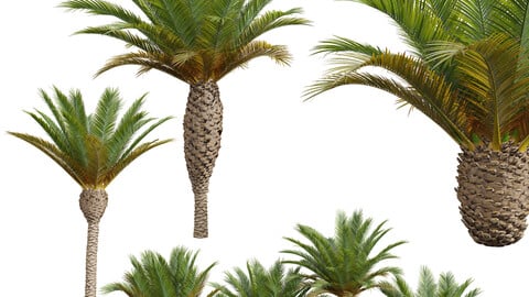 New Plant Phoenix Canariensis Decorative Garden001