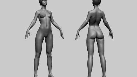 Stylized Female Anatomy B