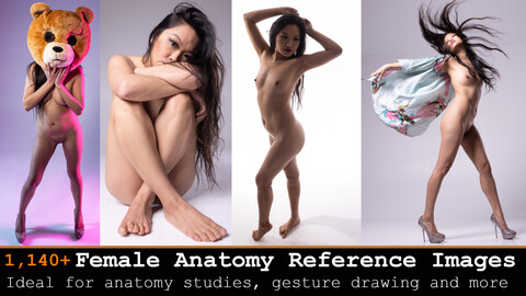 1,140+ Female Anatomy Reference Images