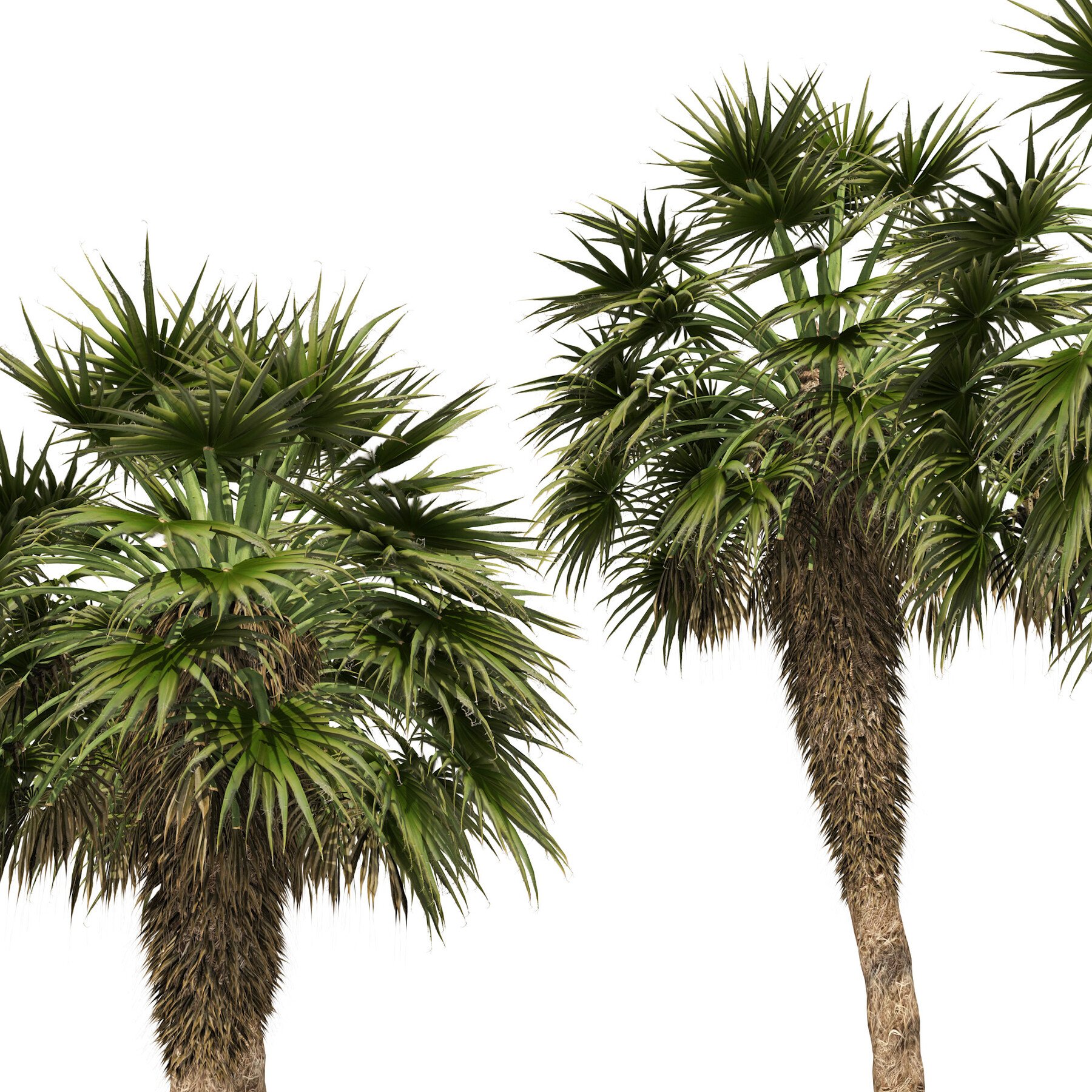 ArtStation - Fountain Palms | Resources