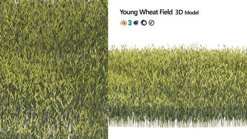 Young Wheat Field