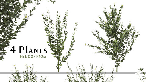 Set of Romneya Coulter Plant (Californian Tree Poppy) (4 Plants) ( 3Ds MAX - Blender - Cinema4D - FBX - OBJ )