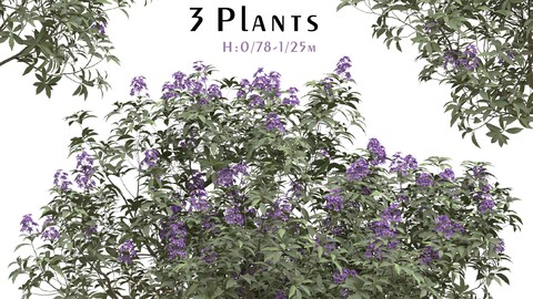 Set of Rhododendron Ponticum Plant (3 Plants) ( 3Ds MAX - Blender - Cinema4D - FBX - OBJ )