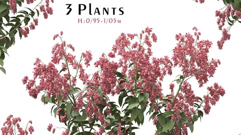 Set of Polygonum Orientale Plant ( Princes Feather ) ( 3 Plants ) ( 3Ds MAX - Blender - Cinema4D - FBX - OBJ )