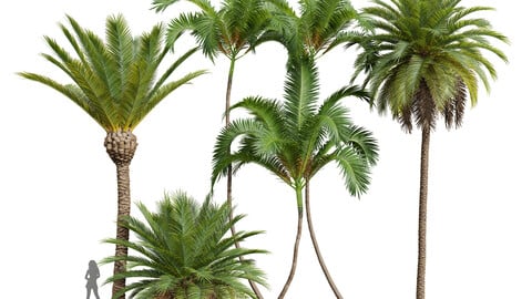 New Plant Phoenix Canariensis Phoenix Canariensis Areca Catechu