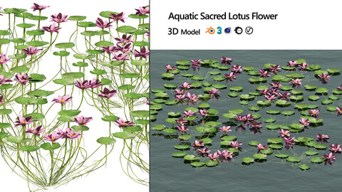 aquatic lotus flower