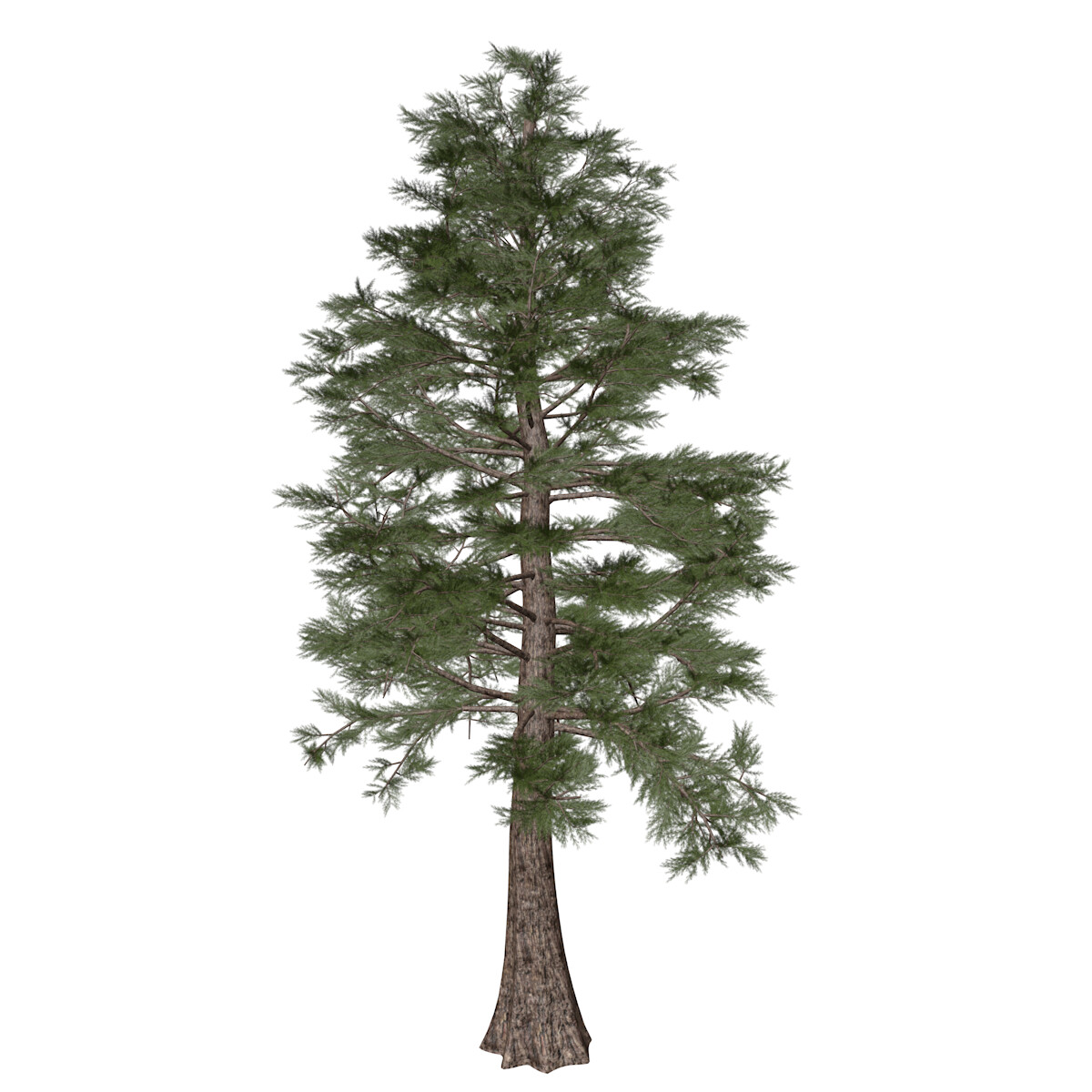 ArtStation - Western Red Cedar #01 (FBX) - High Poly Tree (3D Model ...