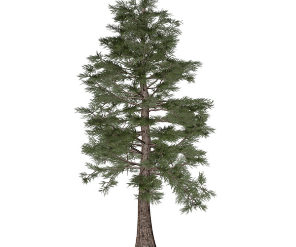 ArtStation - Western Red Cedar #01 (FBX) - High Poly Tree (3D Model ...
