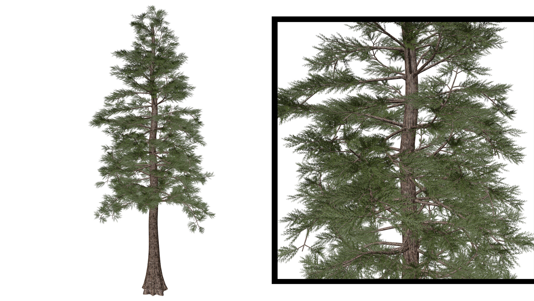 ArtStation Western Red Cedar 08 (FBX) High Poly Tree (3D Model