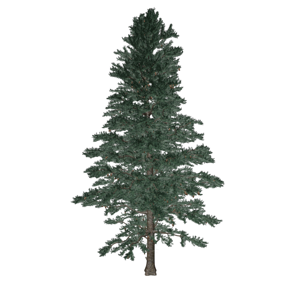 ArtStation - White Fir #05 (FBX) - High Poly Tree (3D Model) | Resources