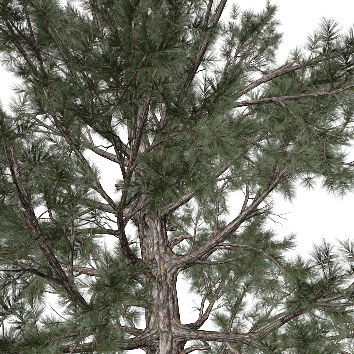 ArtStation - Pine Branches Hi-res 3D models