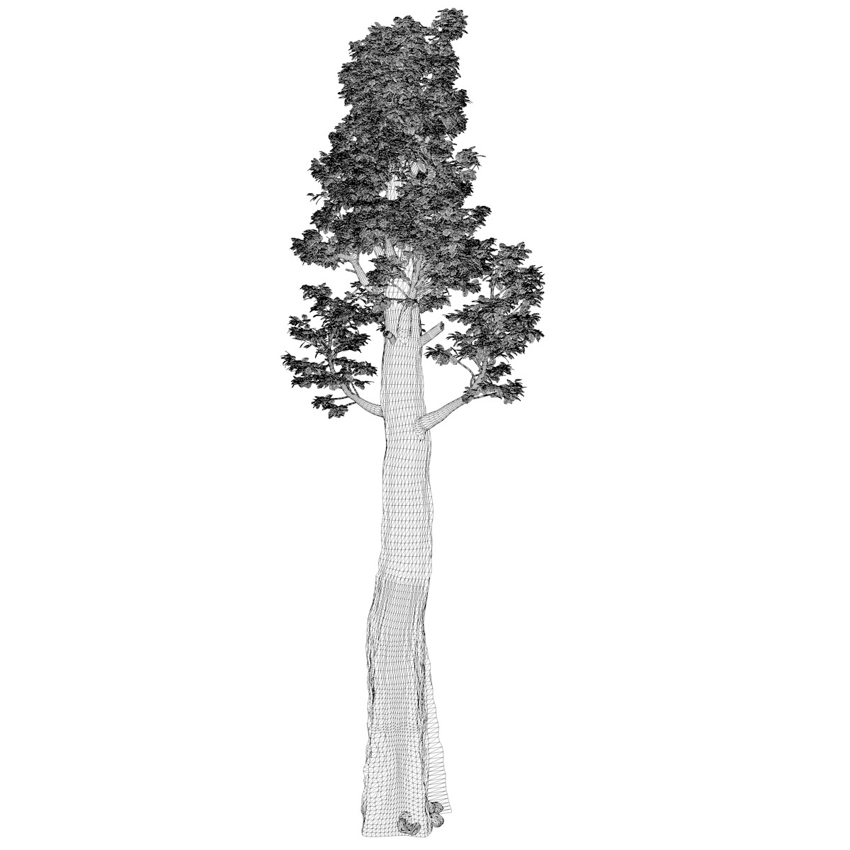Buy Redwood Tree Drawing Online In India - Etsy India