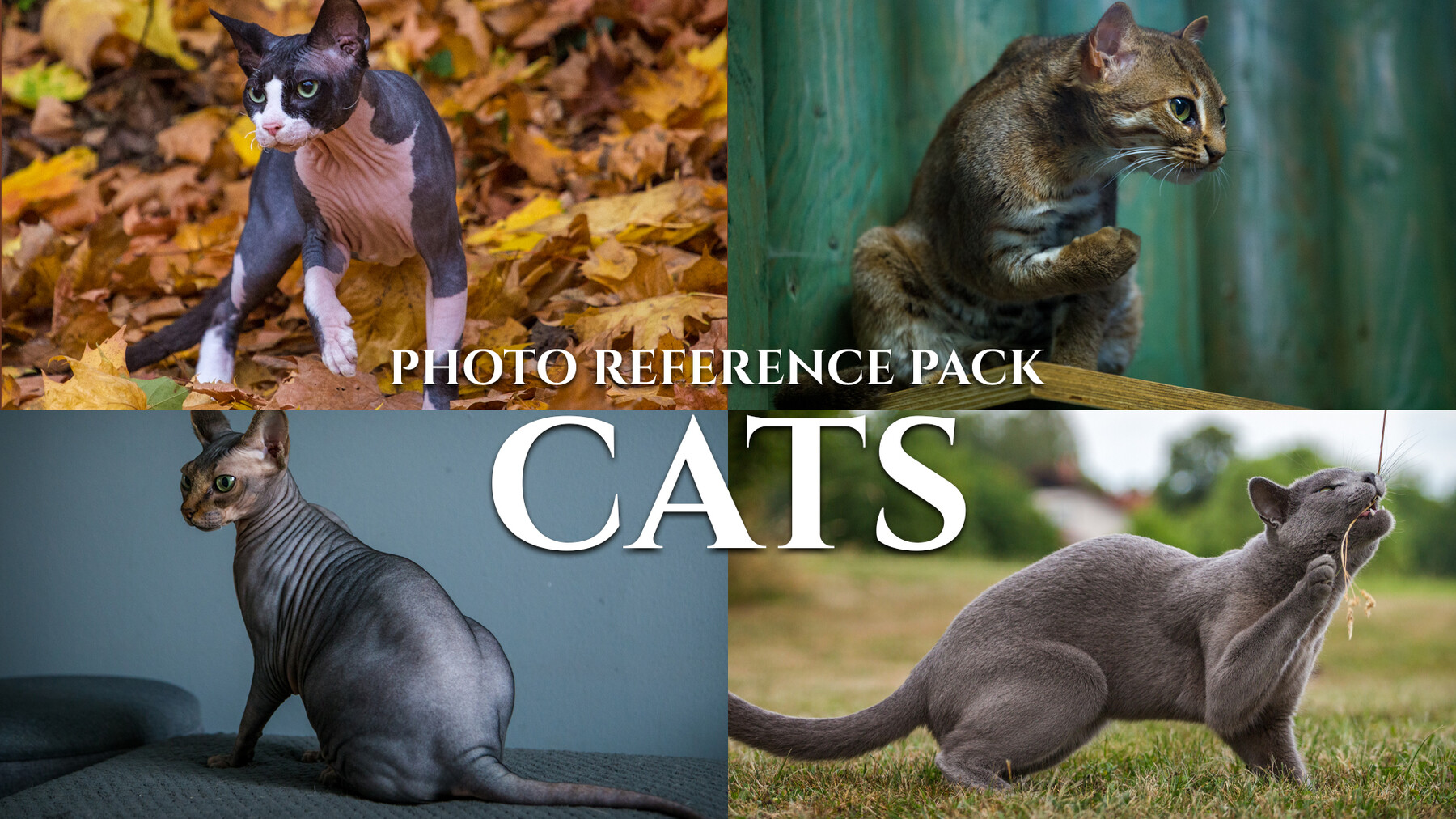 ArtStation - Cats-Photo Reference Pack For Artists 421 JPEGs noAI ...