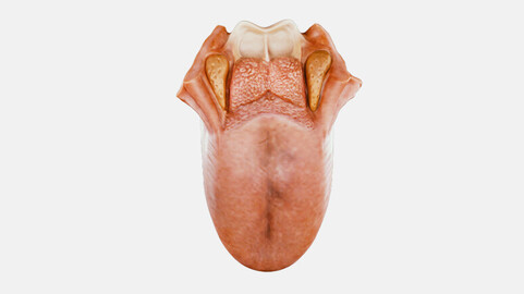 Tongue Anatomy (Dorsum of tongue)