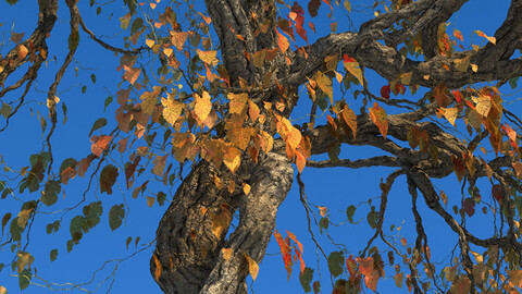 Braodleaf Tree Custom Seasons 09