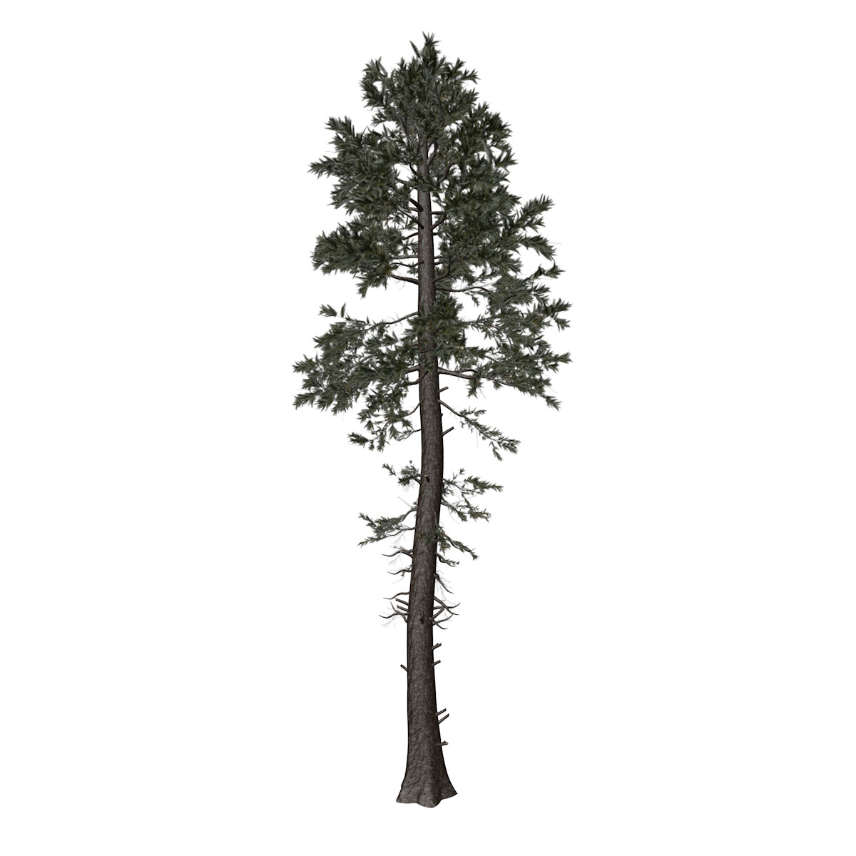ArtStation Douglas Fir 10 (FBX) High Poly Tree (3D Model) Resources