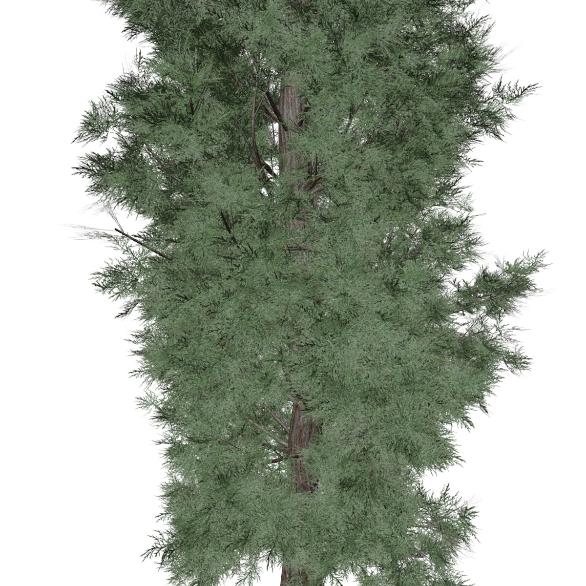 ArtStation - Eastern Red Cedar #03 (FBX) - High Poly Tree (3D Model ...