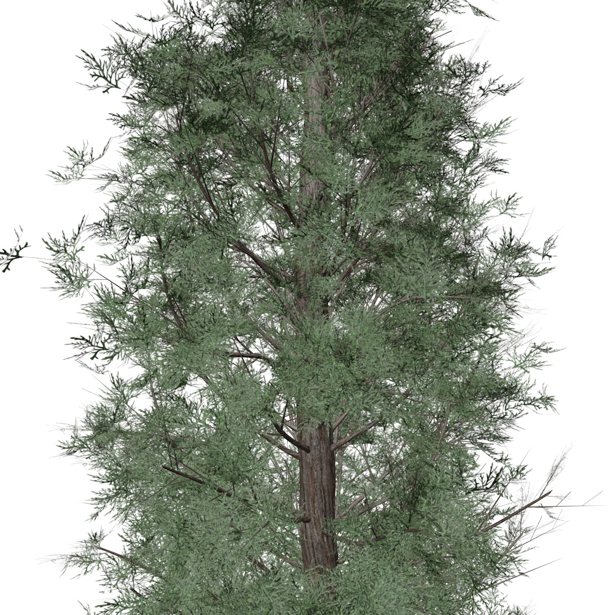 ArtStation - Eastern Red Cedar #06 (FBX) - High Poly Tree (3D Model ...