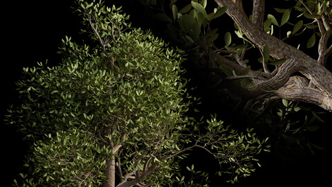 3D Tree01