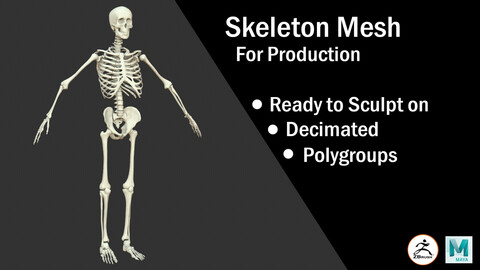 Skeleton mesh - 3D model