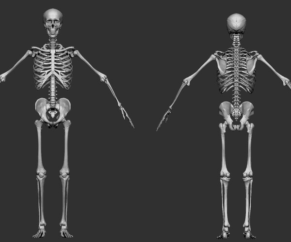 ArtStation - Skeleton mesh - 3D model | Resources