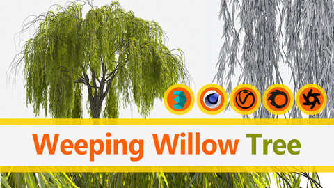 Weeping Willow Tree - 3Ds Max, Cinema 4D, FBX, V_Ray, Corona Render, Octane Render