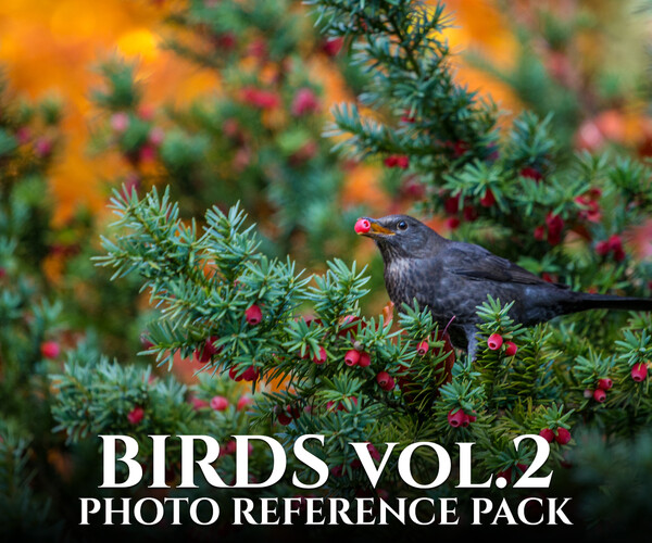 ArtStation - Birds Vol.2-Photo Reference Pack For Artists 450 JPEGs ...