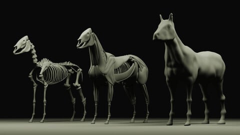 Beginner Horse Anatomy Model Kit