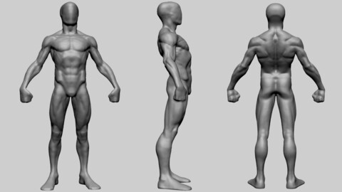 Base Male Anatomy Printable