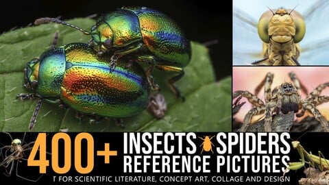 400+ Insects and Spiders Reference Pictures